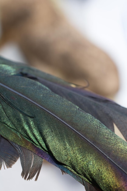 Photo belles plumes d'oiseaux à des fins décoratives