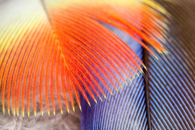Photo belles plumes de perroquet rosella en photo macro