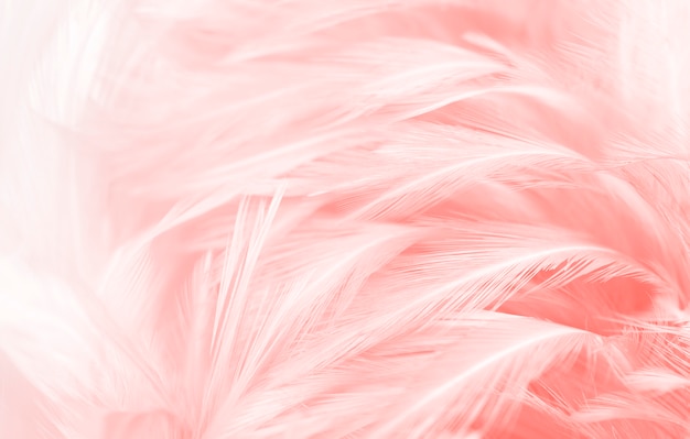 Belles plumes rose tendre