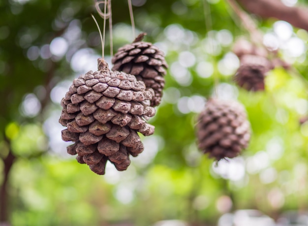 Belles pommes de pin sur l&#39;arbre