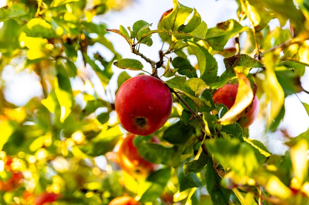 Belles pommes rouges mûres à l'automne sur un pommier