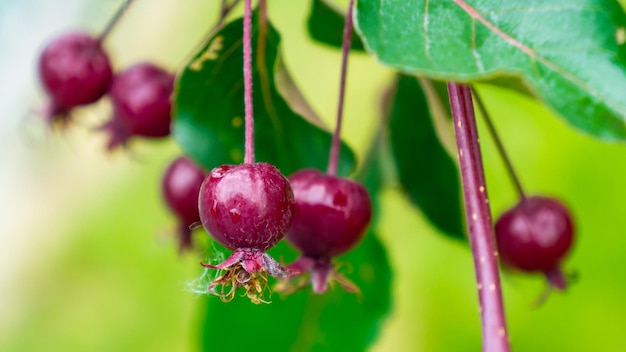 Belles pommes rouges de prune de crableaf