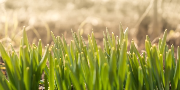 belles pousses vertes d'herbe ou de pelouse au printemps au soleil