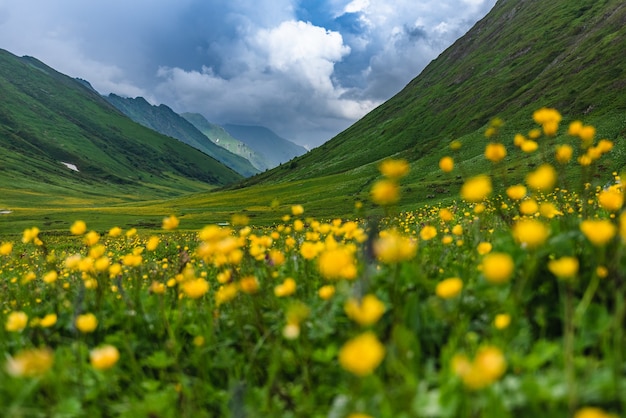 Belles prairies alpines fleuries vertes sur la corniche bzerpinsky dans les montagnes de krasnaya polyana