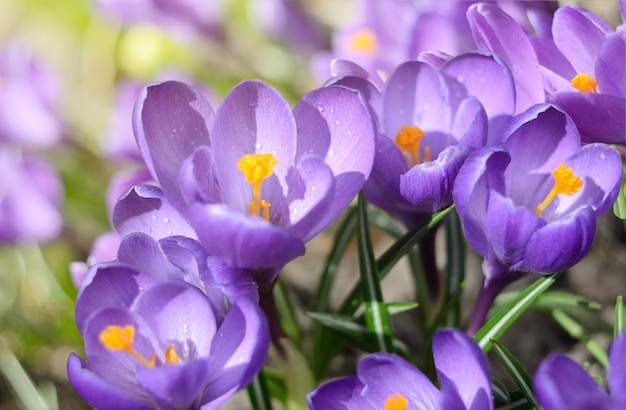 De belles premières fleurs printanières de crocus fleurissent sous un soleil éclatant. Toile de fond des vacances de printemps