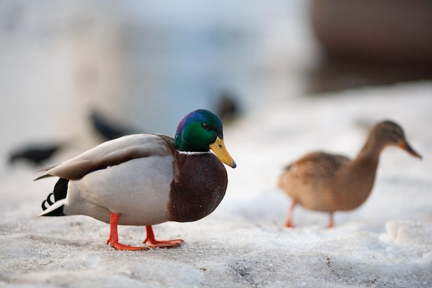 Belles promenades de canards sauvages en hiver