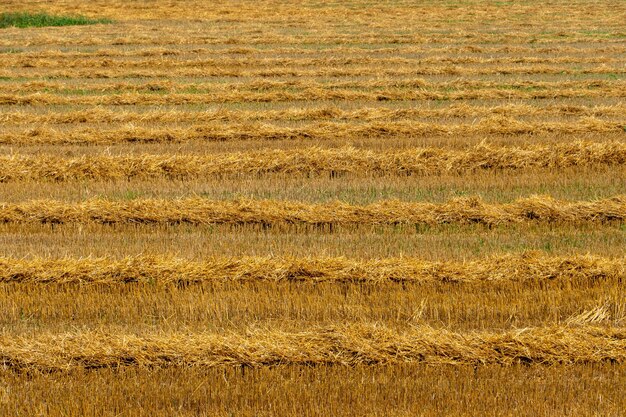 Belles rangées égales sur le terrain agricole après la récolte du blé La saison de récolte du seigle de blé cultivé et des céréales