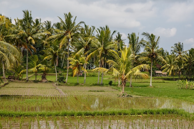 Belles rizières à Bali, Indonésie.