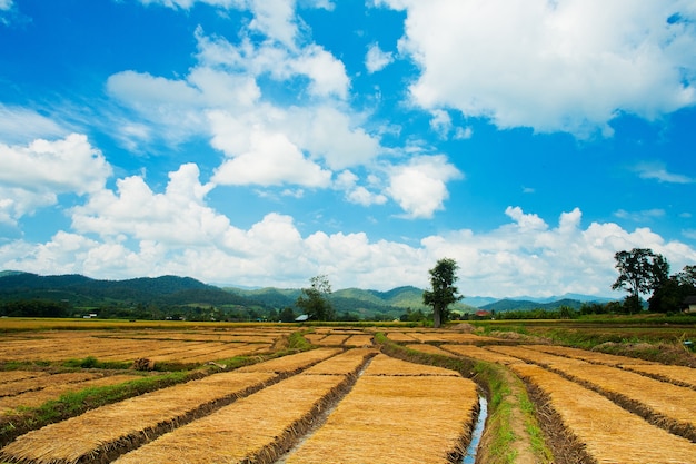 Belles rizières et ciel bleu en Thaïlande