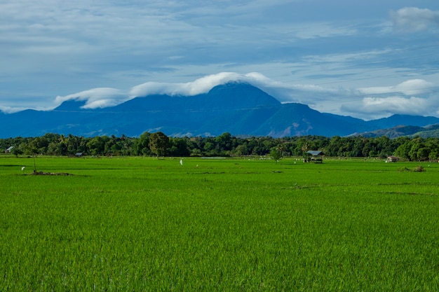 Belles rizières dans le district d'Aceh Besar, province d'Aceh