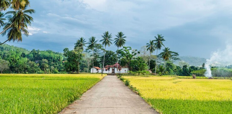 Belles rizières et jungles avec palmiers sur paysage naturel. Plantes tropicales par temps ensoleillé au Sri Lanka.