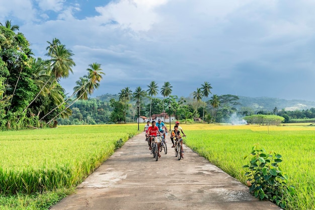 Belles rizières et jungles avec palmiers sur paysage naturel. Plantes tropicales par temps ensoleillé au Sri Lanka.