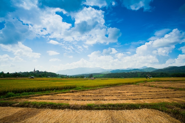 Belles rizières, Thaïlande