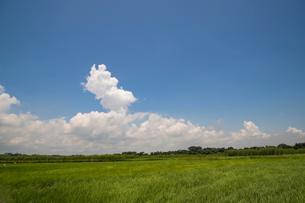 Belles rizières vertes avec un ciel nuageux contrastant