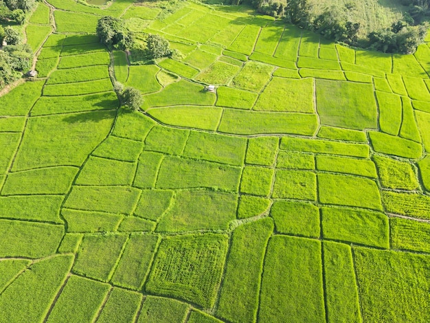 Belles rizières vertes de drones