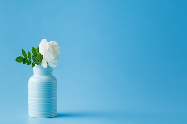 Belles roses blanches dans un vase bleu