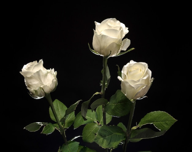 Belles roses blanches sur fond sombre