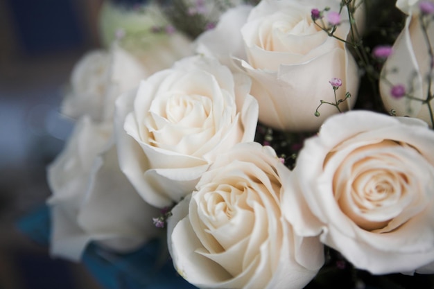 Belles roses blanches