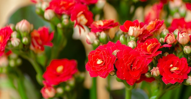 Belles roses de buisson de couleur rouge