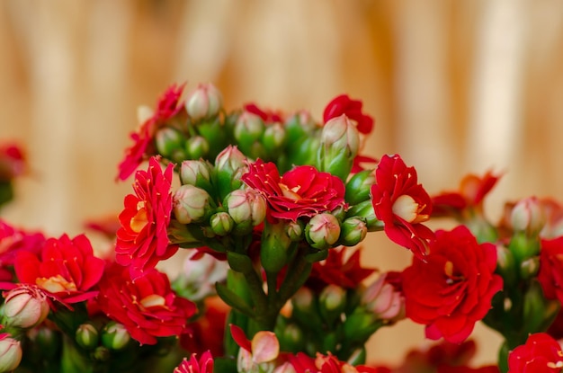 Belles roses de buisson de couleur rouge