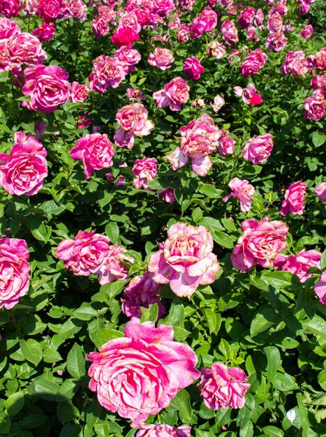 Photo de belles roses colorées fleurissent en arrière-plan