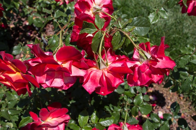 Belles roses colorées en fleurs dans le jardin