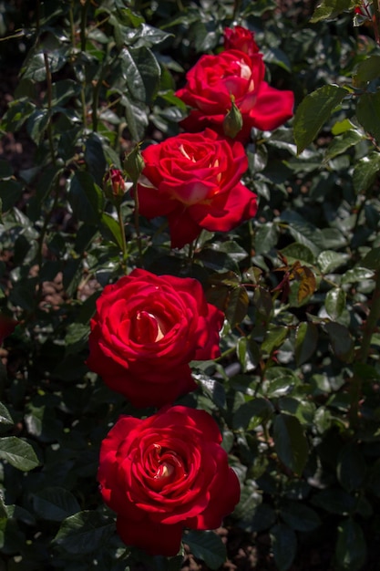 Belles roses colorées en fleurs dans le jardin