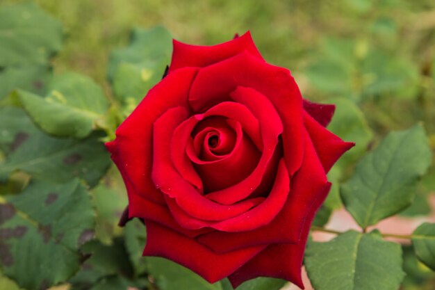 Belles roses colorées (pétales, feuilles, bourgeon et une fleur ouverte)