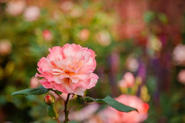 De belles roses dans le jardin, cultivant différentes variétés de fleurs. Le jardinage comme passe-temps. Gros plan d'une belle fleur.