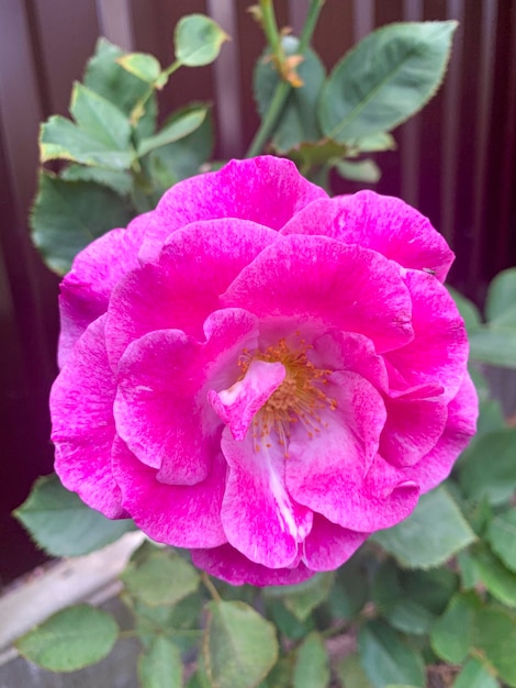 Belles roses dans le jardin d'été Studio Photo