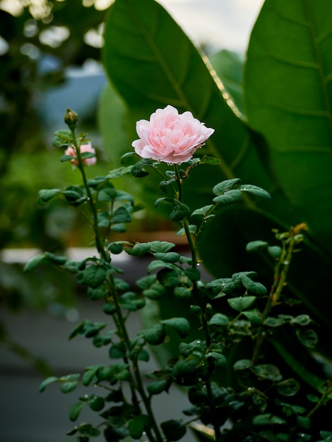 Belles roses dans un jardin extérieur