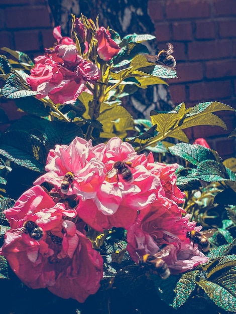 Belles roses dans le jardin image aux tons rétro avec un espace pour le texte