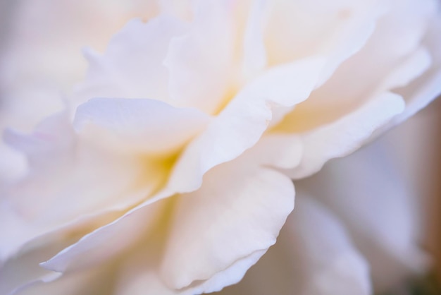 Belles roses dans le jardin