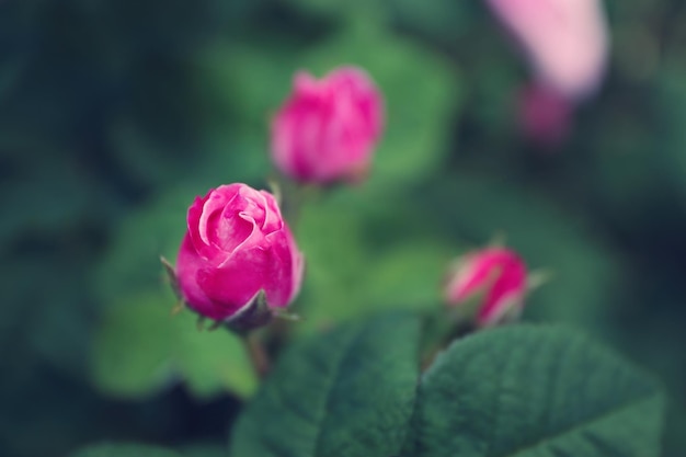 Belles roses dans le jardin