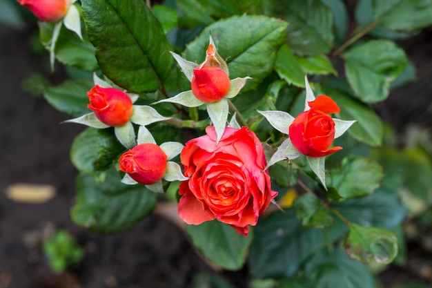 Belles roses dans le jardin