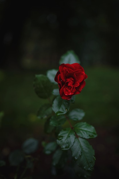 Belles roses dans des roses de jardin pour la Saint-Valentin