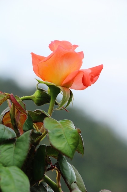 De belles roses fleurissent dans le jardin