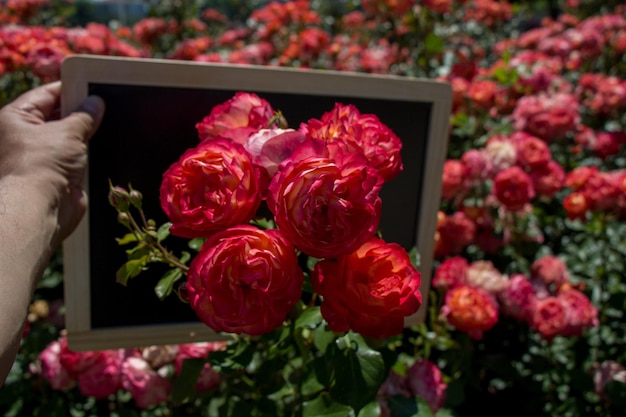 Belles roses avec un fond noir