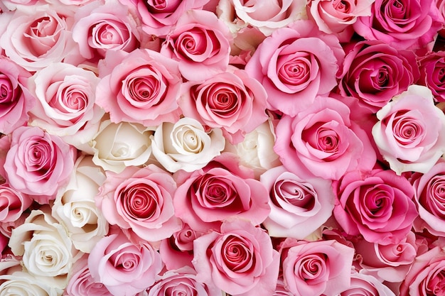 Belles roses de fond pour la Saint Valentin