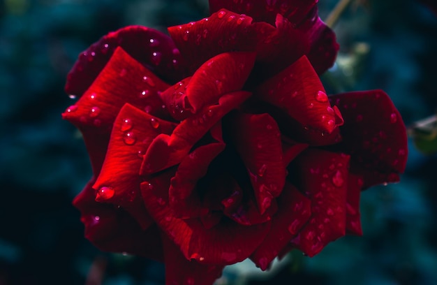 Belles roses fraîches en vue rapprochée