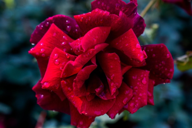 Belles roses fraîches en vue rapprochée