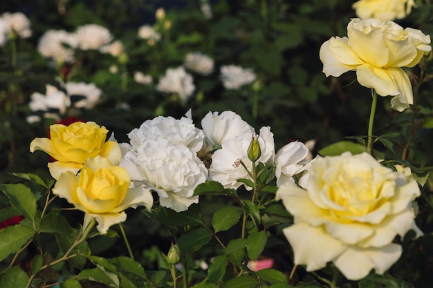 Photo belles roses jaunes avec des fleurs roses dans la nature gros plan rose jaune