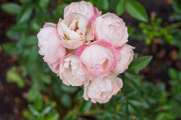 Belles roses naturelles fraîches dans le jardin fleuri