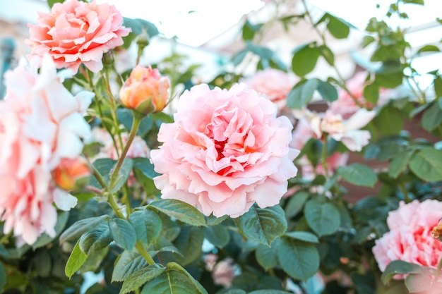Belles roses roses en arrière-plan de jardin