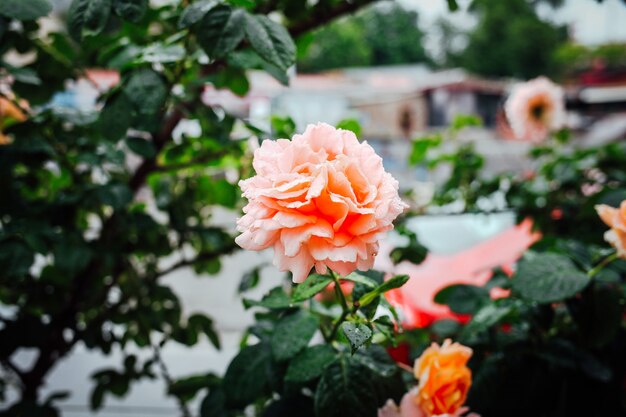 Belles roses roses en arrière-plan de jardin