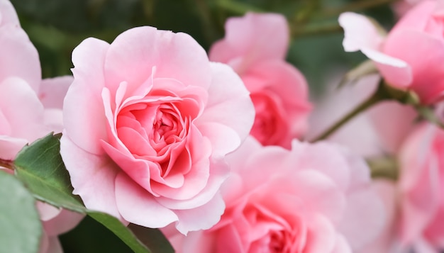 Belles roses roses bonica dans le jardin parfaites pour le fond des cartes de voeux pour l'anniversaire