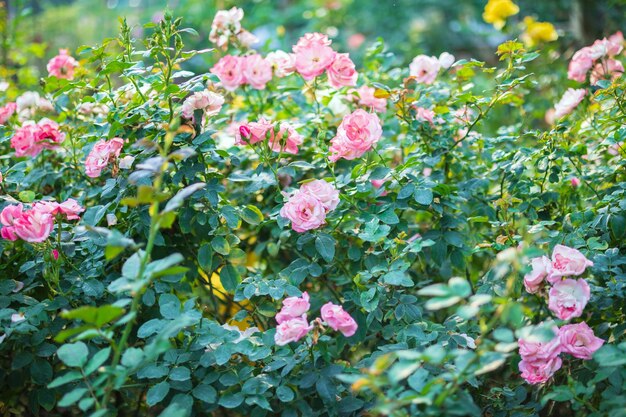 De belles roses roses colorées fleurissent dans le jardin