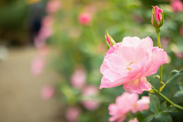 De belles roses roses colorées fleurissent dans le jardin