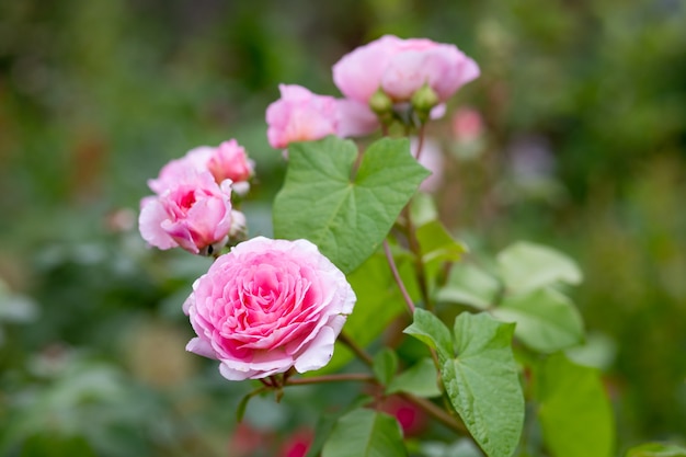 belles roses roses dans le jardin d'été