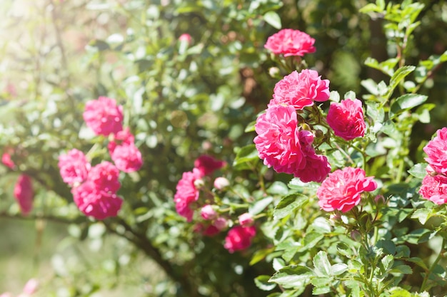 Belles roses roses dans le jardin